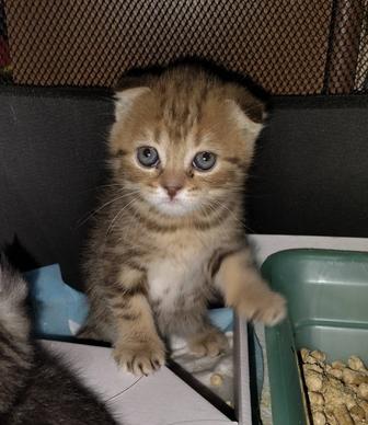Шотландские котята! Открыт резерв, мы подросткам. Детки от шикарных родител