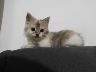 Отдам котенка в добрые руки