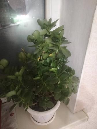 Продам Цветок Красивый