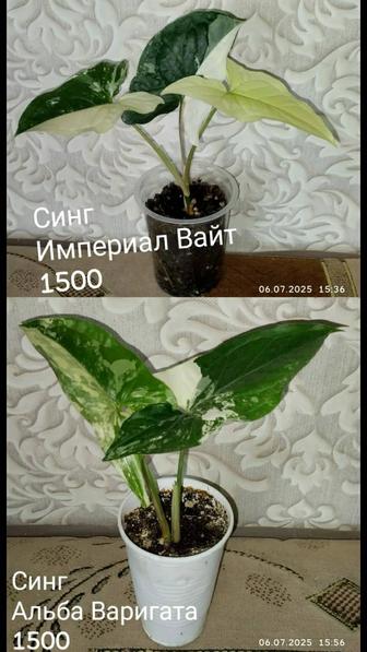 Продам цветы