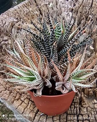 Хавортия/Haworthia fasciata Alba f. вариегата