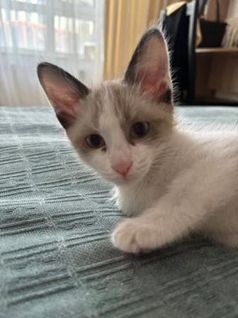 Отдадим котенка в хорошие руки