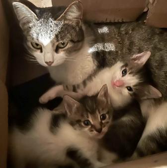 Отдам котят