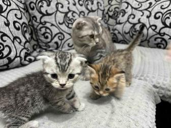 Продам Шотландский вислоухий котята