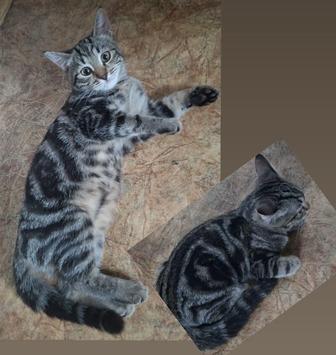 Отдам британского котенка