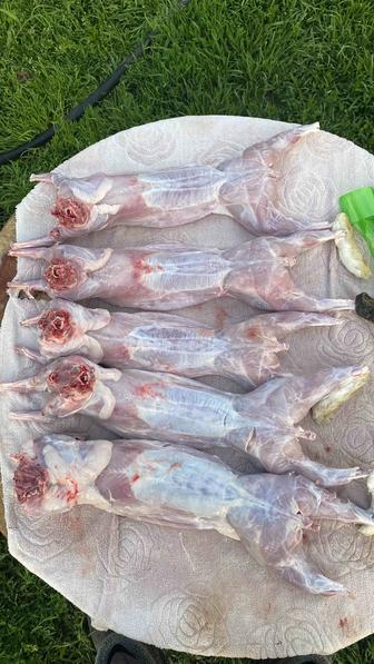 Продам мясо кролика