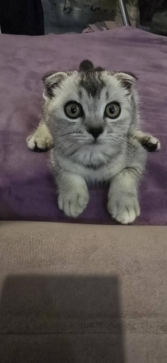 Шотландский вислоухий кот