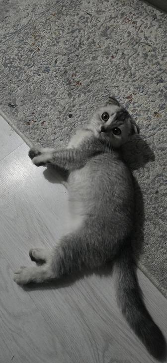 Шотландский вислоухий кот