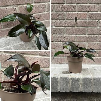 Филодендрон Бургунди