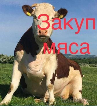 Закуп мяса