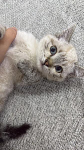 Котенок британец