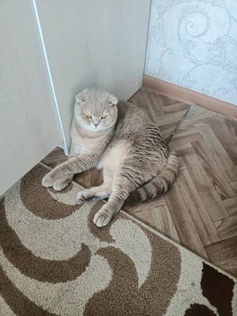 Кошка шотландская вислоухая порода