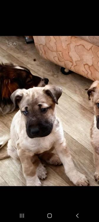 Пропал маленький щенок