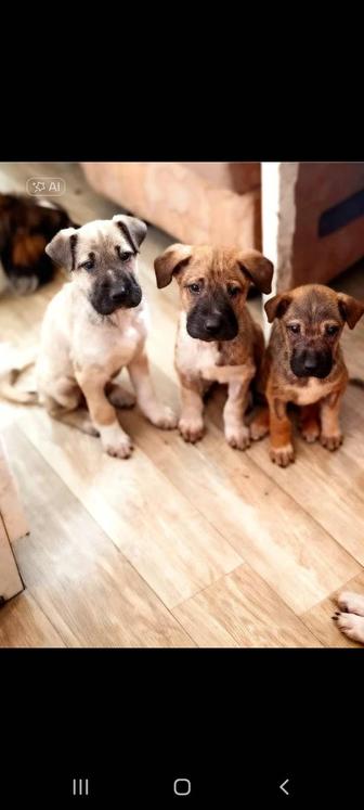 Пропал маленький щенок