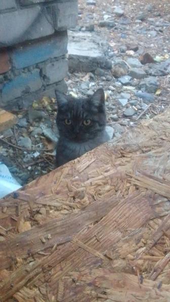 Отдам котят в хорошие руки.