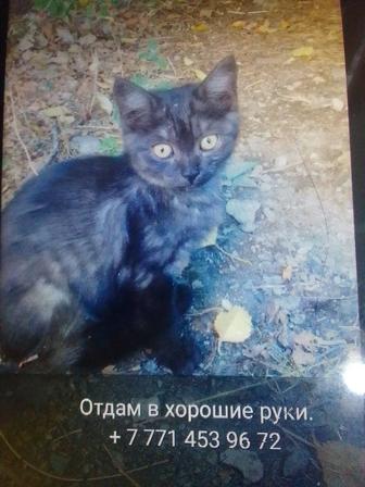 Отдам котят в хорошие руки.