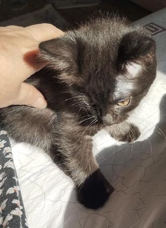 Отдам котенка в хорошие руки