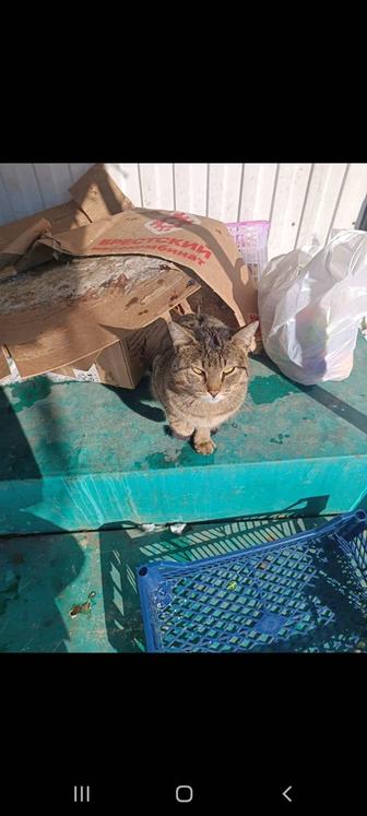 Котик в добрые руки