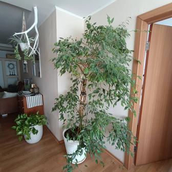 Фикус Бенджамина