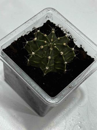 Комнатные растения продам