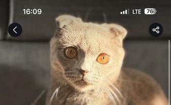 Отдам котика