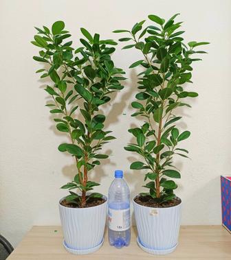 Фикус Миллионерша Мокламе денежное дерево