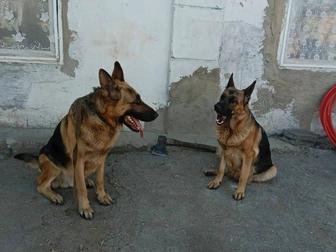 Щенки немецкой овчарки