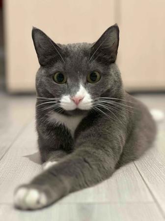 Передержка кошек