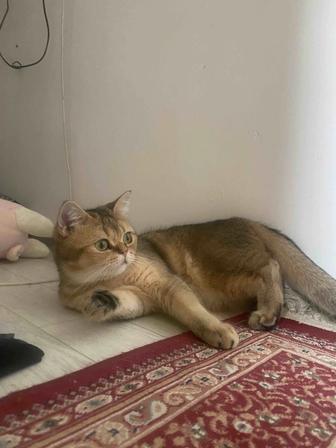 Отдам кошку в добрые руки