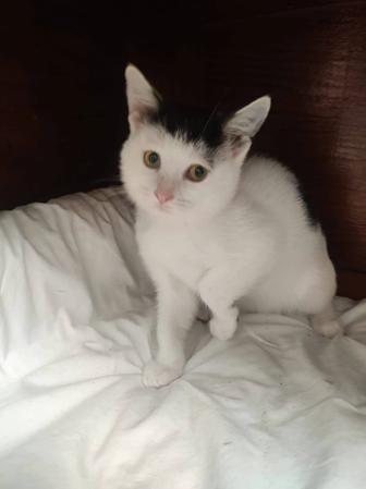 Котенок Кукла ждет своих родителей