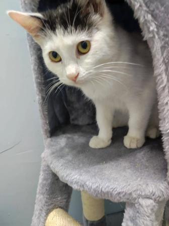 Котенок Кукла ждет своих родителей