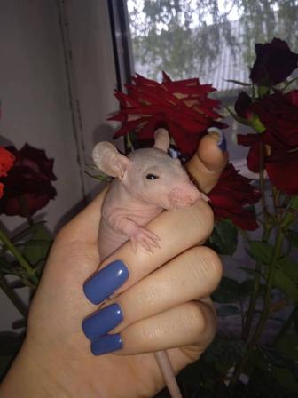 Отдам крысят