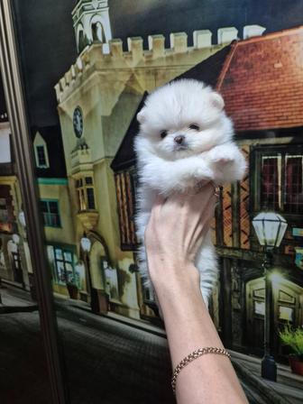 Продаются щенки шпица