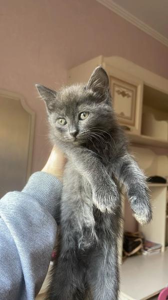 Отдам котят 2 месяца