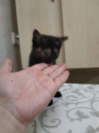 Бесплатно отдам котенка