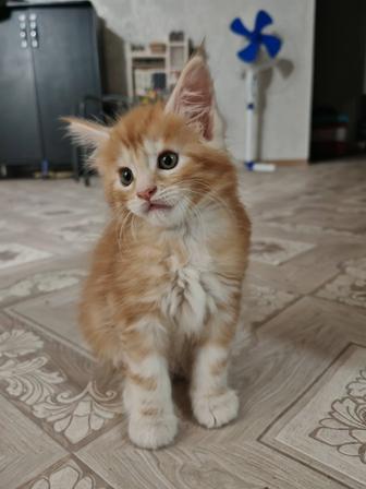 Продам котенка мейнкун