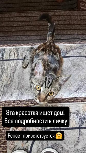 Красотка кошечка ищет дом