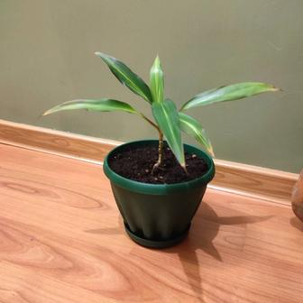 Драцена (пальма) комнатный цветок.