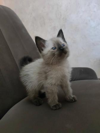 Котенок Сиамской породы