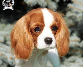 Кавалер Кинг Чарльз спаниель. Девочка 8 месяцев.