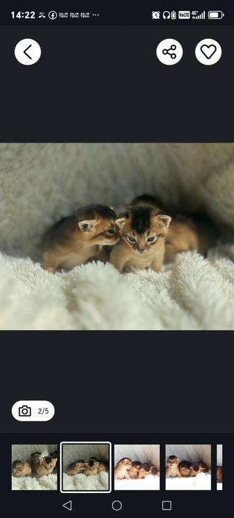 Абиссинские котята 31декабря