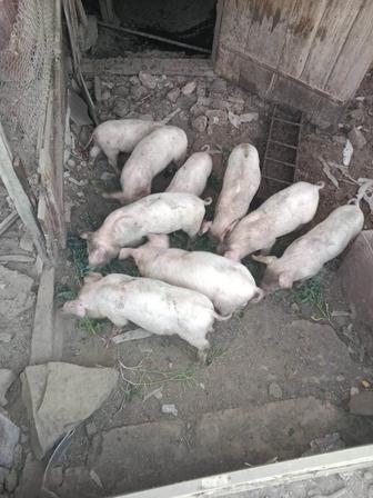 Продаются поросята 1,2 месяца шустрые