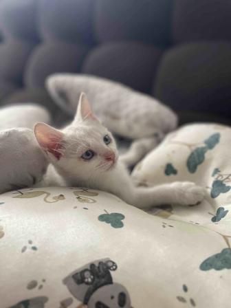 Отдам белого котенка