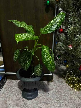 Деффенбахиум