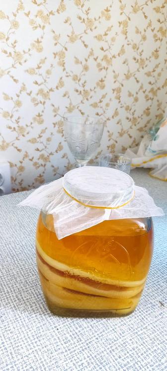 Продам чайный гриб