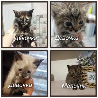 Отдам прекрасных котят