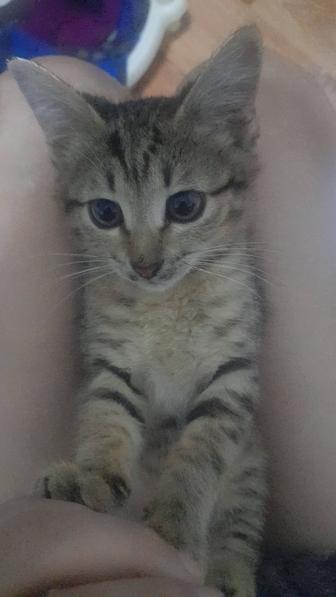 Получены все прививки! Котенок девочка