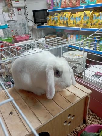 Кролик вислоушка девочка