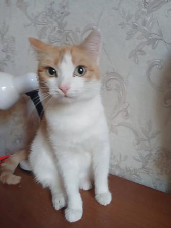 Кошка Маруся ищет свою семью