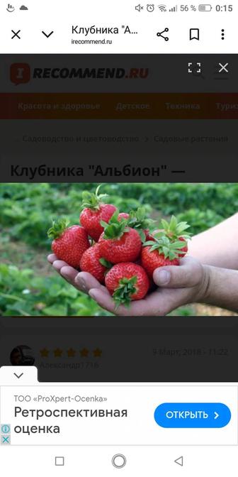 Саженцы клубники Альбион